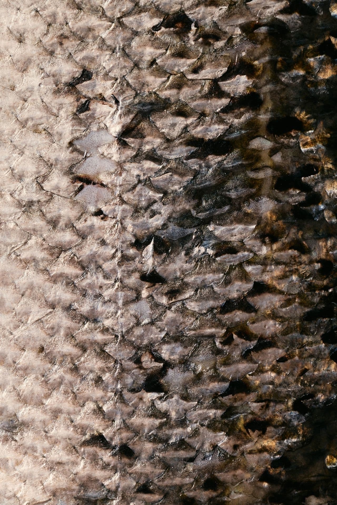 Les poissons, source de mercure