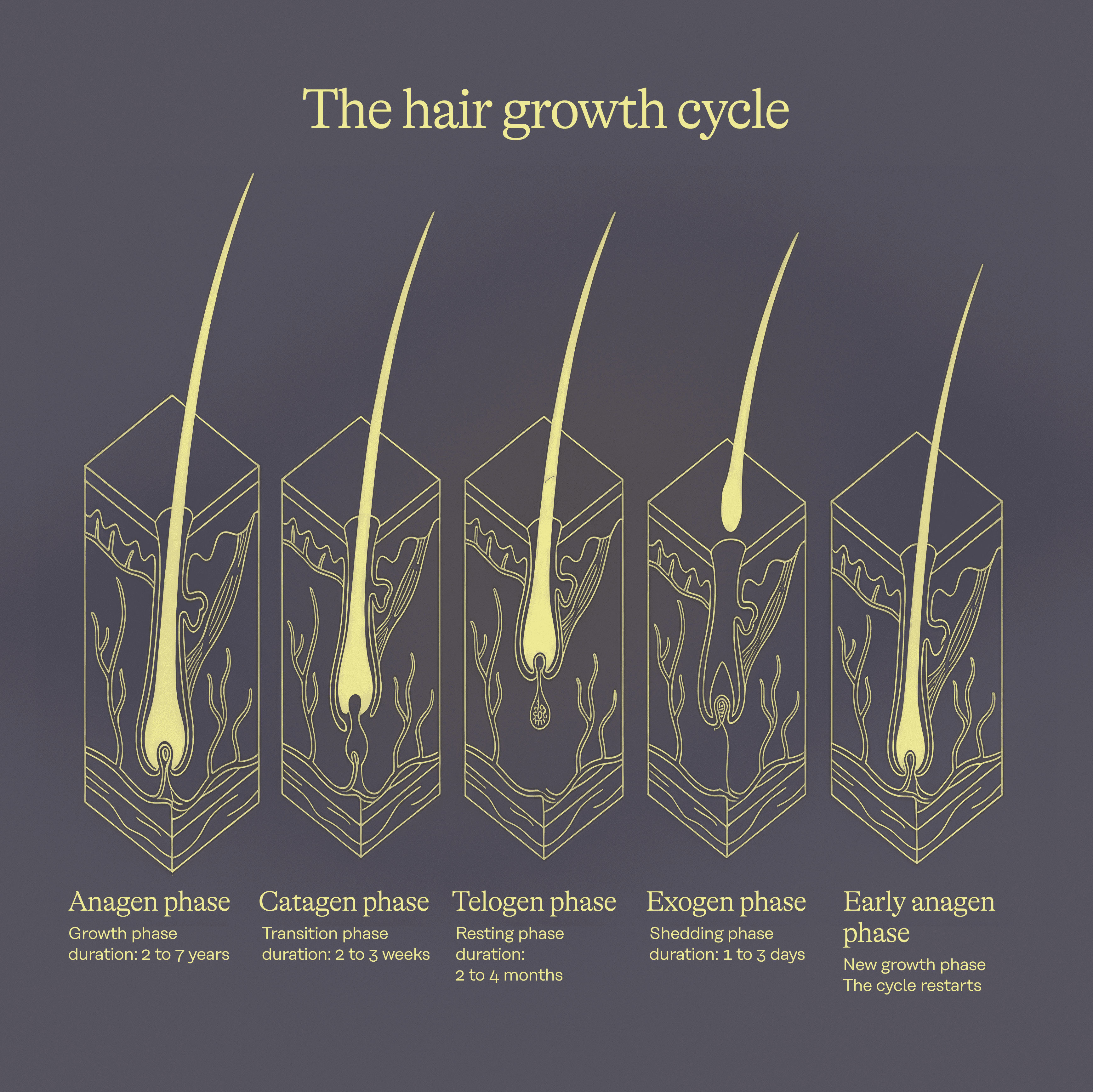 EN_Newsletter Hair loss part 103.png